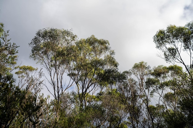 Photo beautiful gum trees and shrubs in the australian bush forest gumtrees and native plants growing in australia in spring