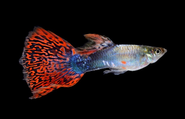 Beautiful Guppy Isolated on Black space