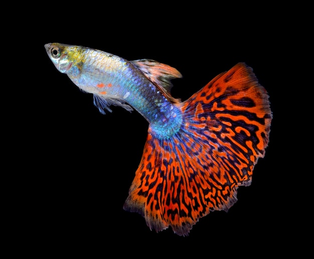 Beautiful Guppy Isolated on Black space