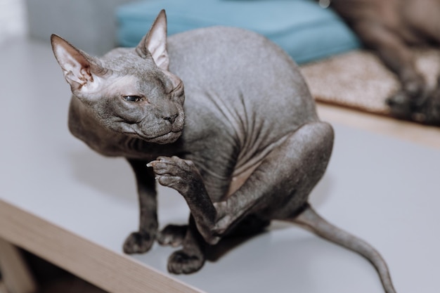 Beautiful hairless gray sphynx cat at home