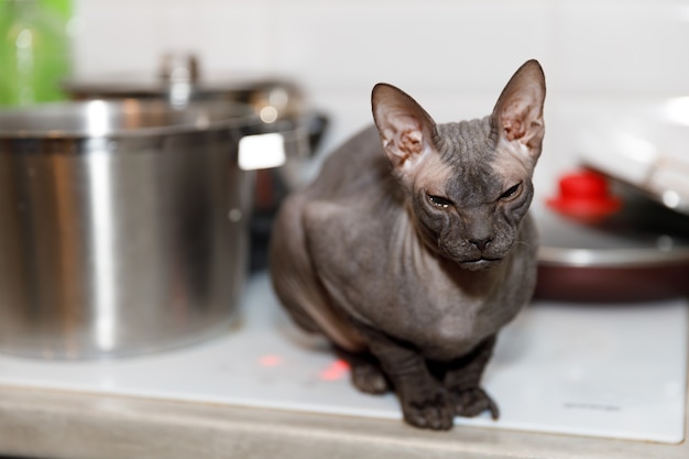 Beautiful hairless gray sphynx cat at home