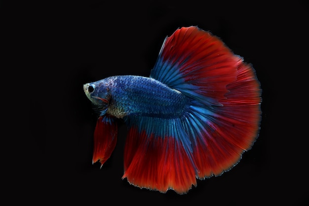 beautiful halfmoon betta