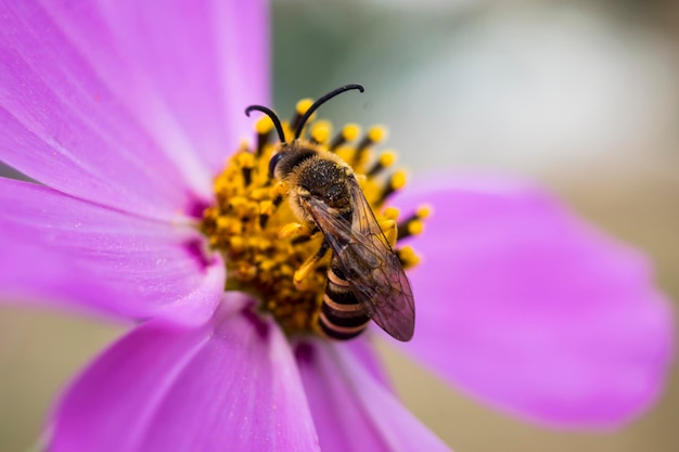 Beautiful halictidae on a cosmos flower solitary bees halictus