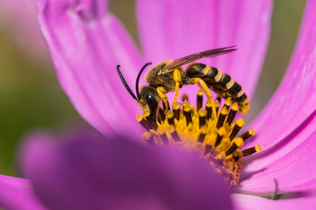 Beautiful halictidae on a cosmos flower solitary bees halictus