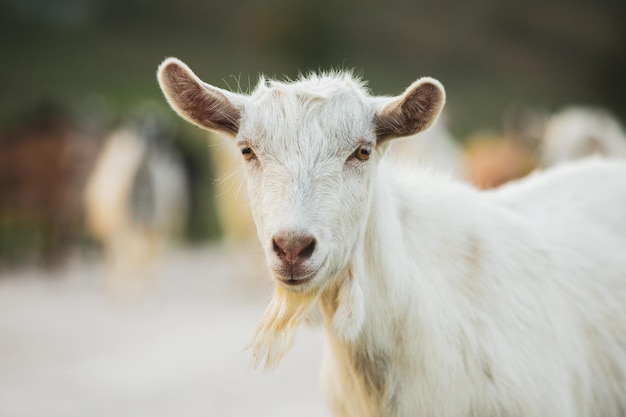 Beautiful and happy goat grazing on the green plain.