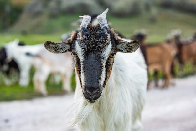 Beautiful and happy goat grazing on the green plain.