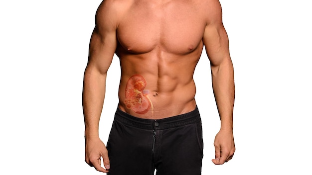 Beautiful and health athletic caucasian muscular young man with kidney hologram Kidney disease stones