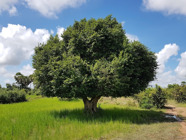 A Beautiful and Healthy Tree