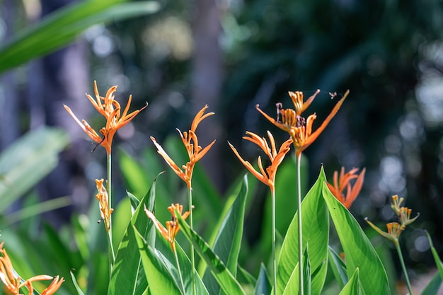 Beautiful Heliconia flower.