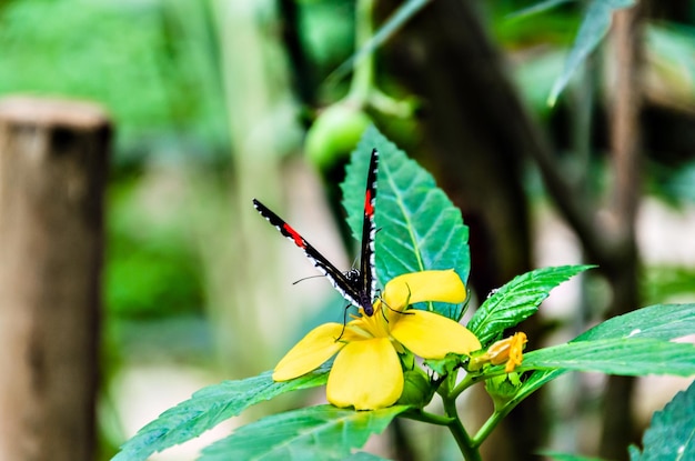 Beautiful Heliconius Melpomene butterfly on green garden leaves. Lepidopteron.