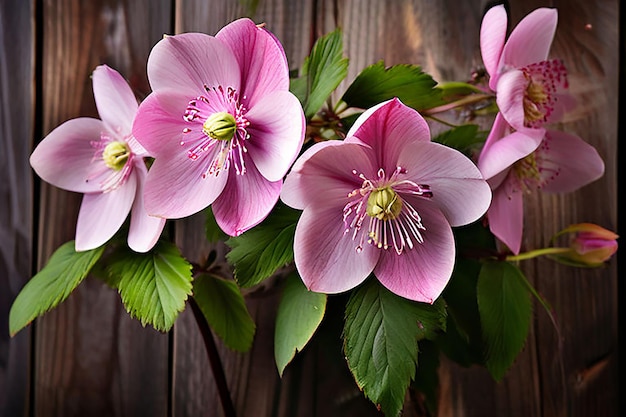 beautiful hellebore flowers on wooden background