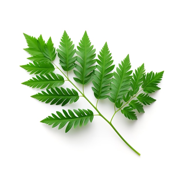 Beautiful Hemlock Leaf isolated on white background