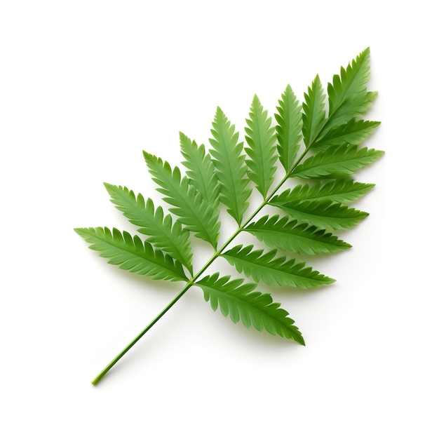 Beautiful Hemlock Leaf isolated on white background