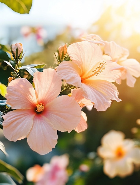 Beautiful Hibiscus Flowers in Soft Morning Light Tropical Floral Background