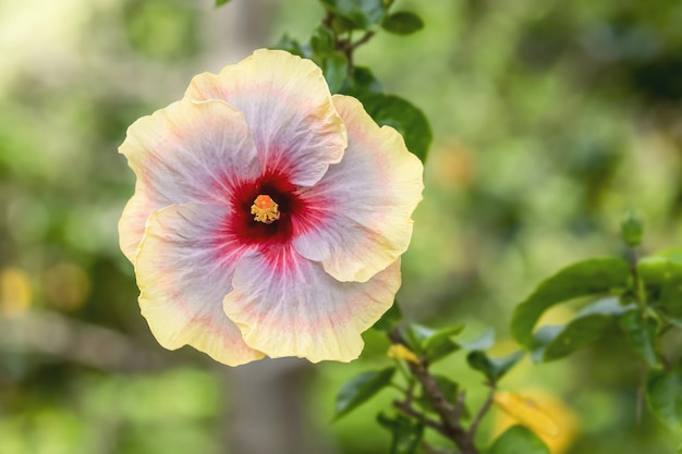 Beautiful hibiscus is blooming