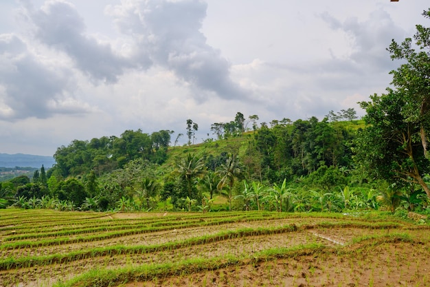 Beautiful hill view and newly planted rice fields, West Java, Indonesia