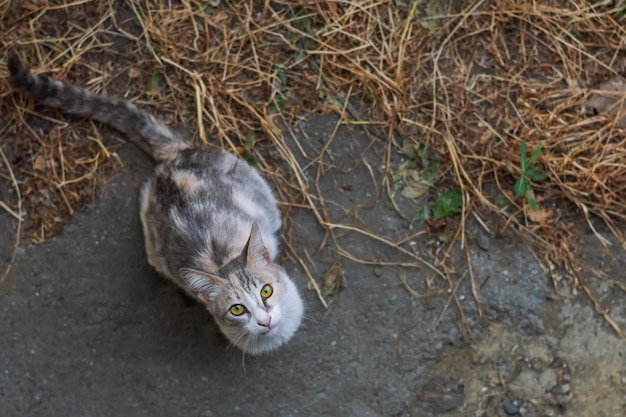 Beautiful homeless cat asks for food