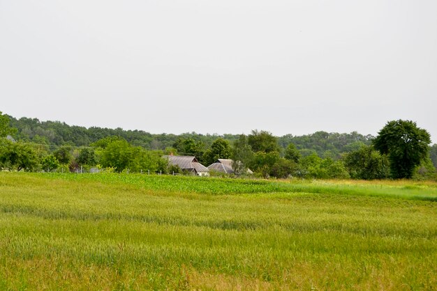 Beautiful horizon scenery in village meadow