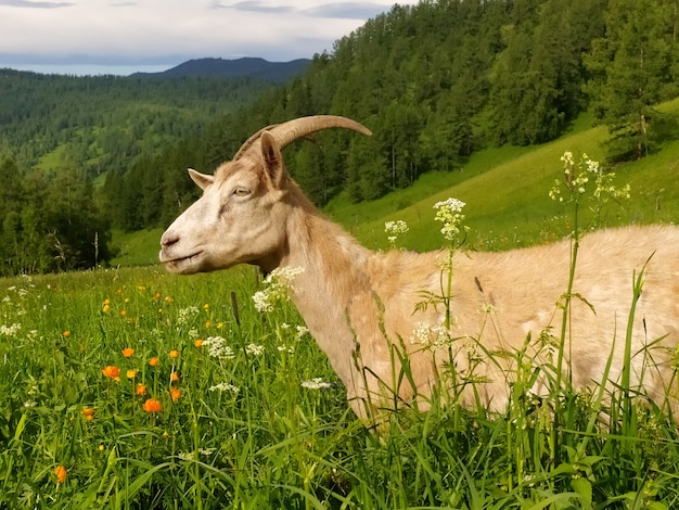 A beautiful horned goat perishes in the summer on green grass against the background of the Altai mountains. Mobile photo.