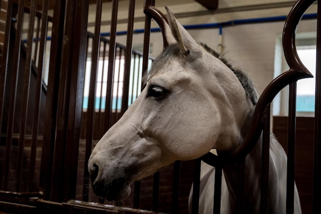 Beautiful horse portrait in warm light in stable