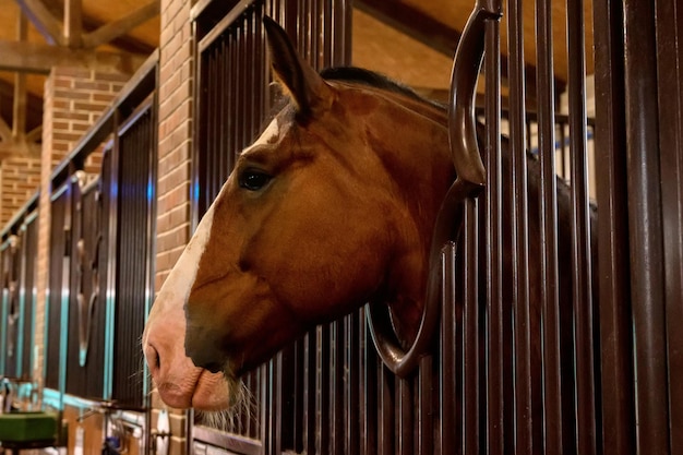 Beautiful horse portrait in warm light in stable