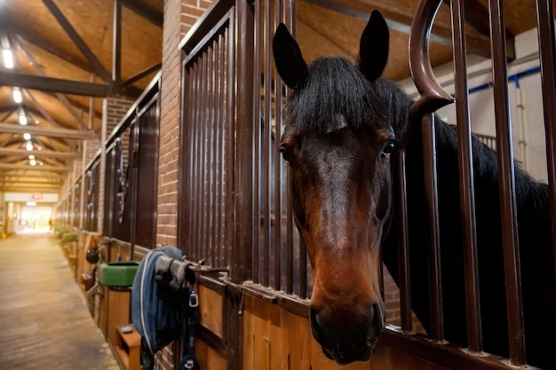 Beautiful horse portrait in warm light in stable