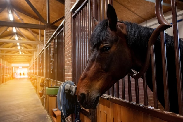 Beautiful horse portrait in warm light in stable