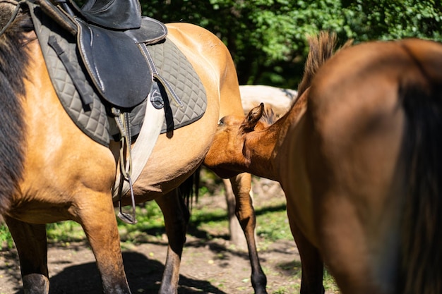 Beautiful horse running and standing in tall grass Portrait of a horse