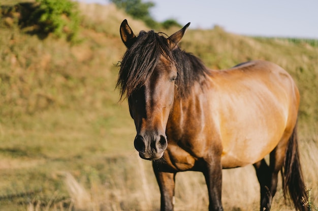 Beautiful horse running and standing in tall grass Portrait of a horse