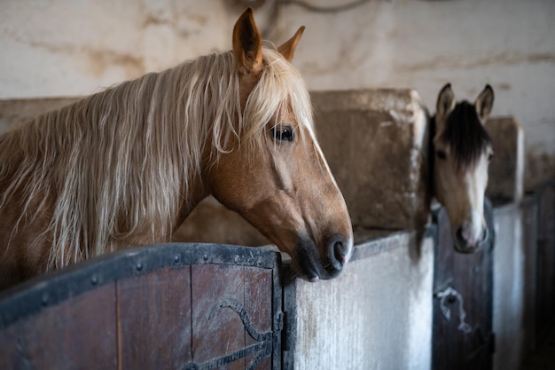 A beautiful horse in the stable