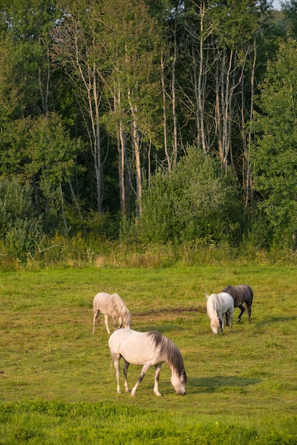 Beautiful horse wonder of nature Beautiful horse in natural setting