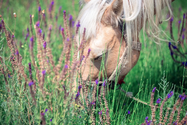 Beautiful horses graze among the sage and grass. A salty horse grazes in the meadow.