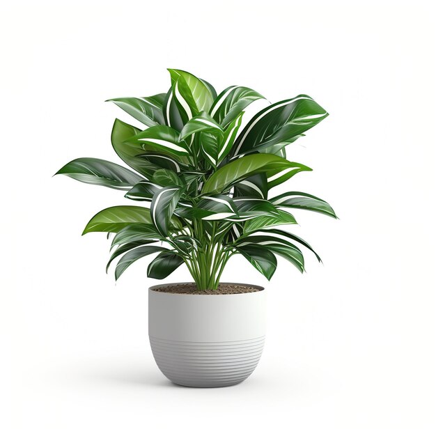 A beautiful houseplant in a white pot