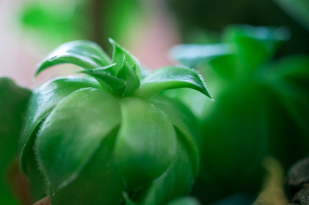 Beautiful houseplant with back light. macro. copy space. texture and background.