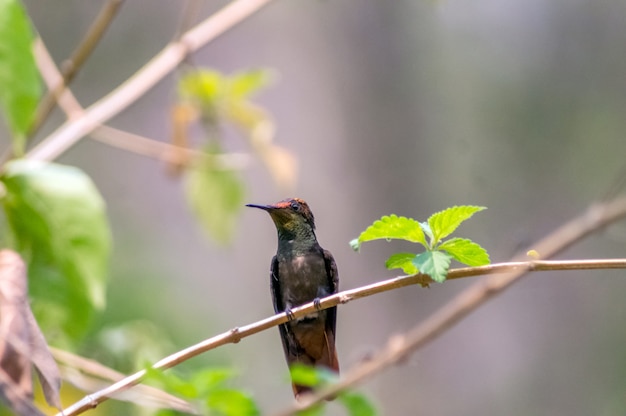 beautiful hummingbird resting on a branch