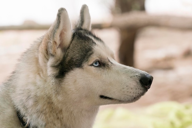 Beautiful Husky dog head with blue eyes