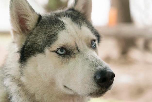 Beautiful Husky dog head with blue eyes