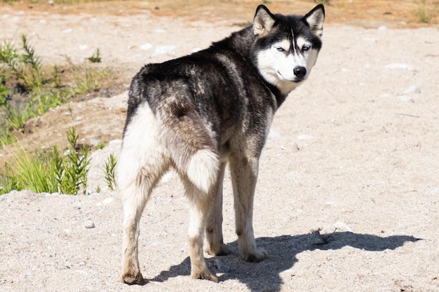 Beautiful husky in summer on the sand