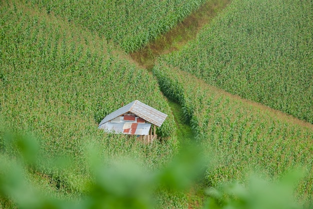 Beautiful hut among corn fields on the hill during green season