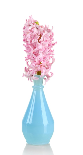 Beautiful hyacinth in vase isolated on white