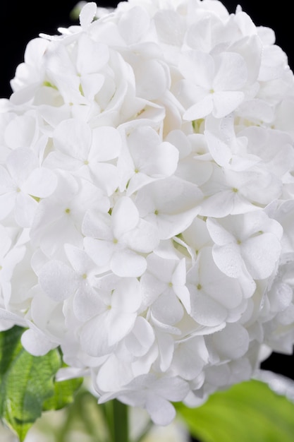 Beautiful hydrangea flower close up