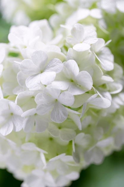 Beautiful hydrangea flower close up