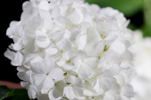 Beautiful hydrangea flower close up