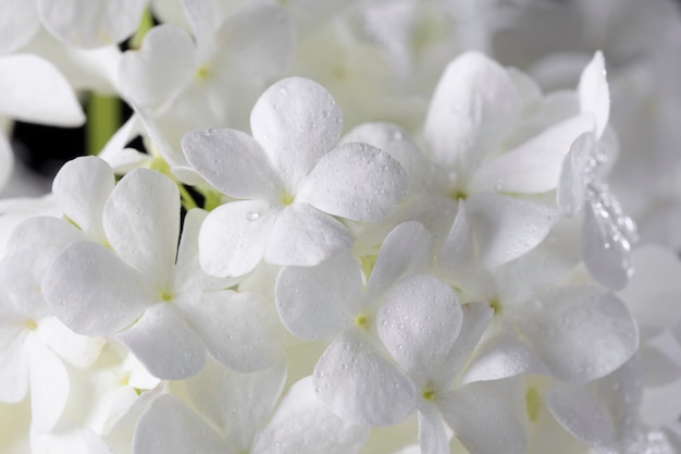 Beautiful hydrangea flower close up