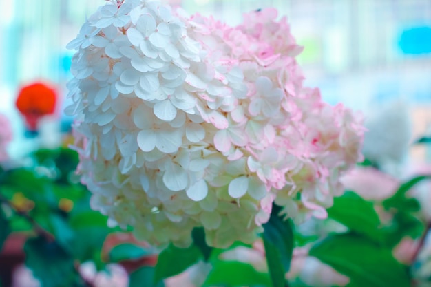 Beautiful hydrangea flowers in summer garden