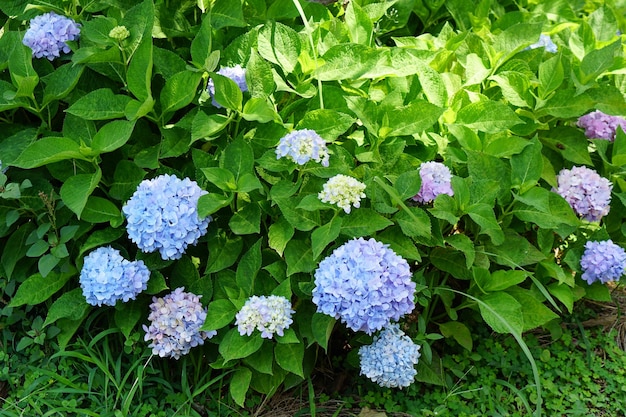 Beautiful hydrangeas in the gardenx9