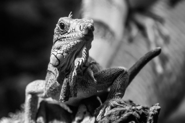 Beautiful iguana lizard