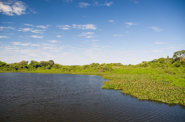 Beautiful image of the Brazilian wetland