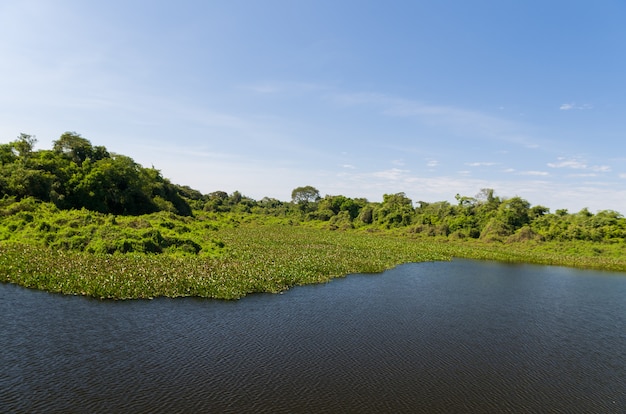 Beautiful image of the Brazilian wetland