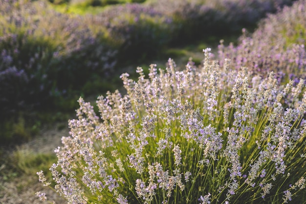 Beautiful image of lavender field over summer sunset landscape